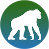 chimpanzee